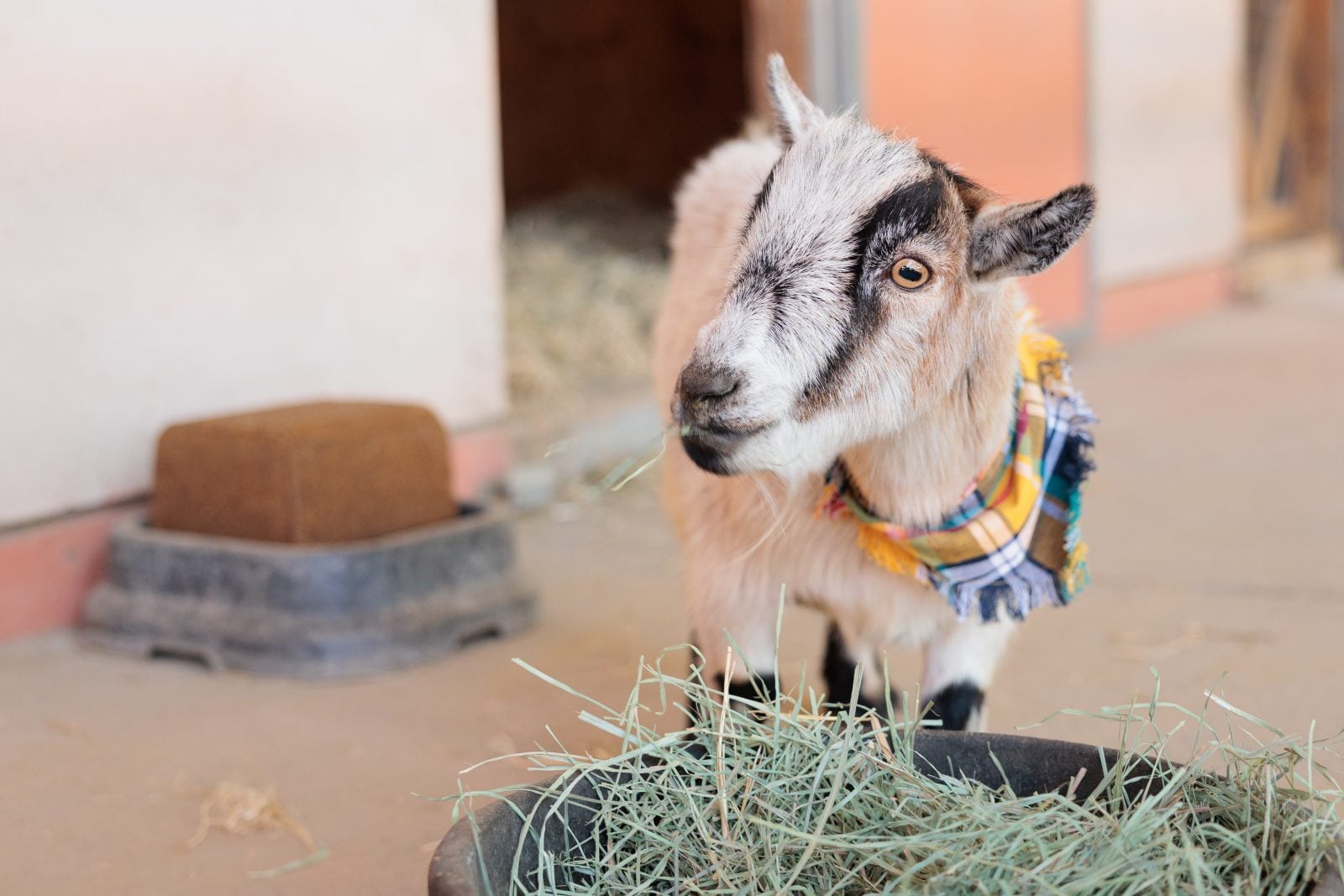 Rescue goat Tio eats hay from a bowl at Farm Sanctuary
