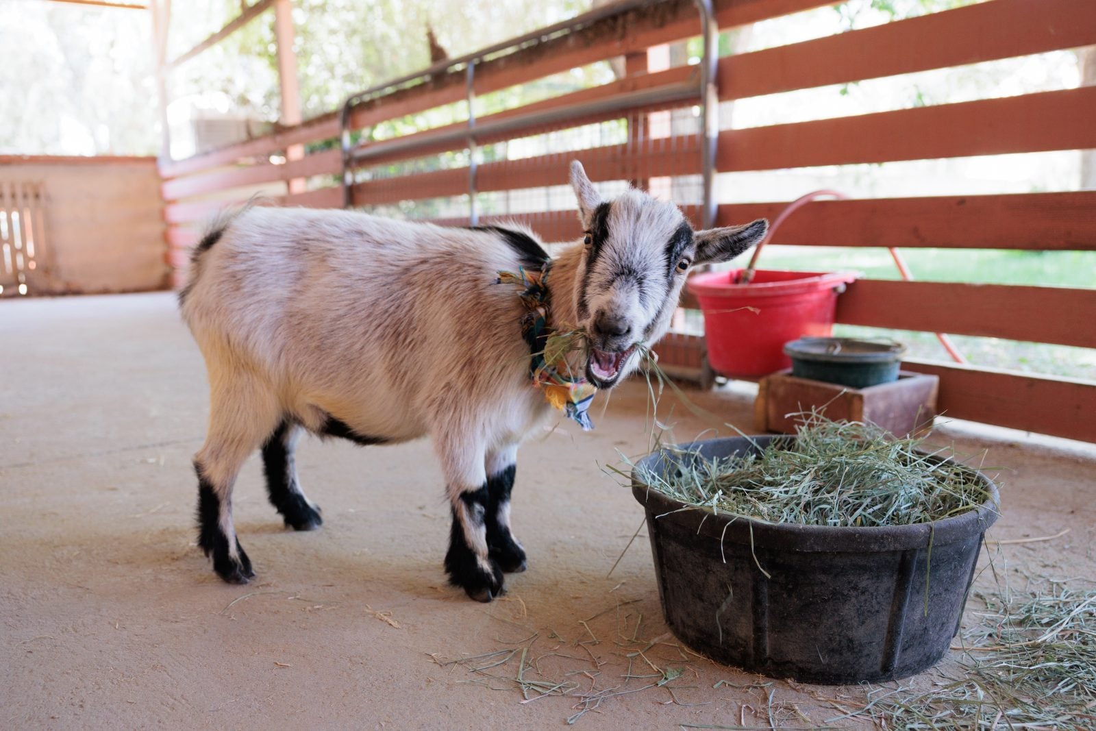 Rescue goat Tio happily looks at camera while eating hay at Farm Sanctuary