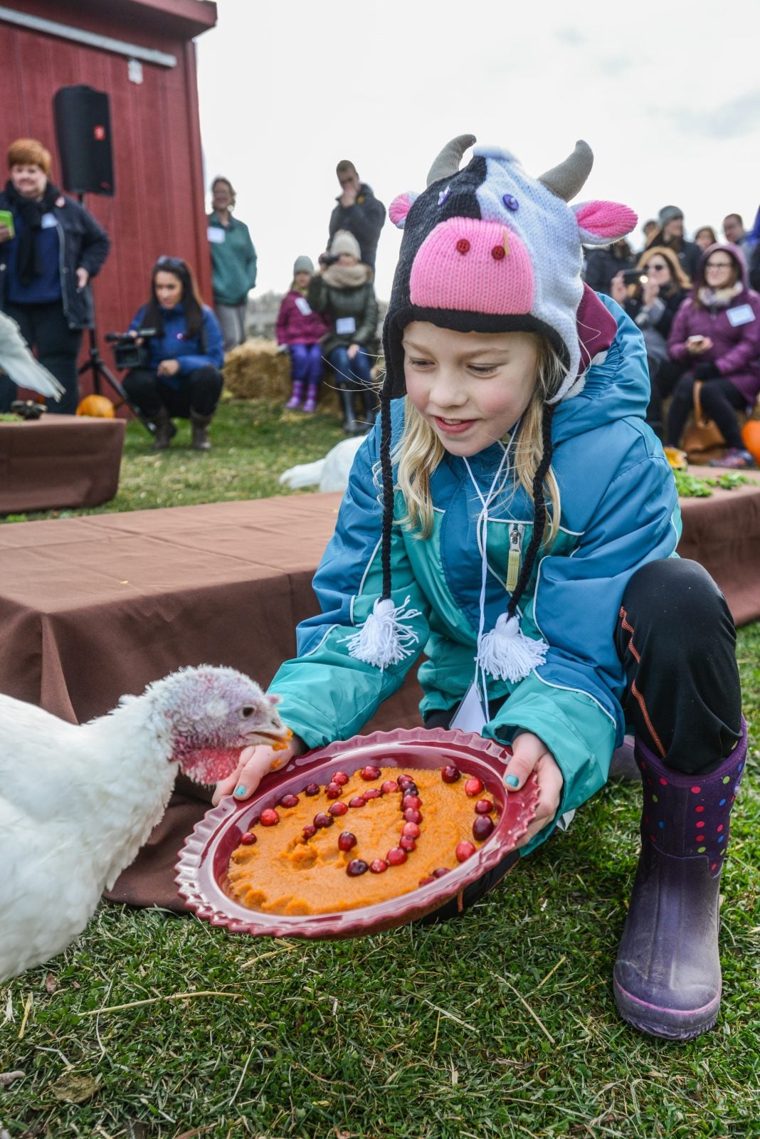 A young guest feeds pumpkin to a rescue turkey at Farm Sanctuary's Celebration for the Turkeys event