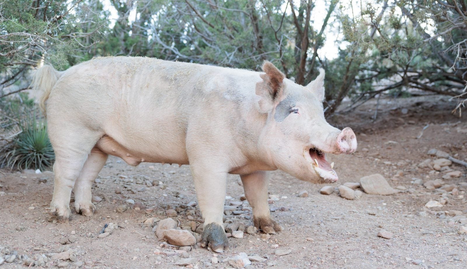 Rescue pig Blue stands in front of trees at Farm Sanctuary