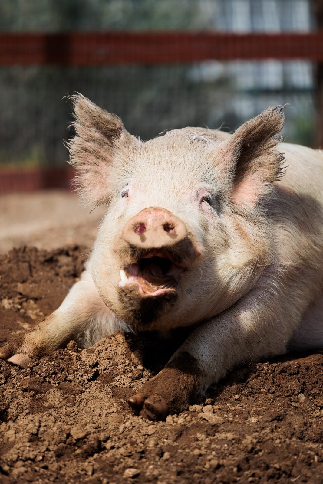 Rescue pig Blue yawns while he lies down at Farm Sanctuary
