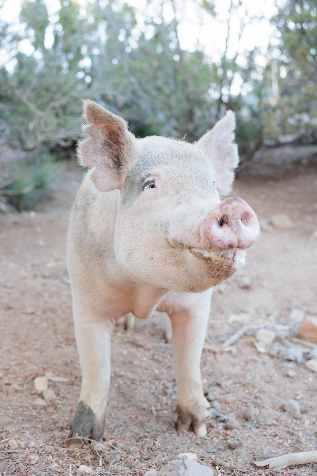 Rescue pig Blue looks up at sky at Farm Sanctuary