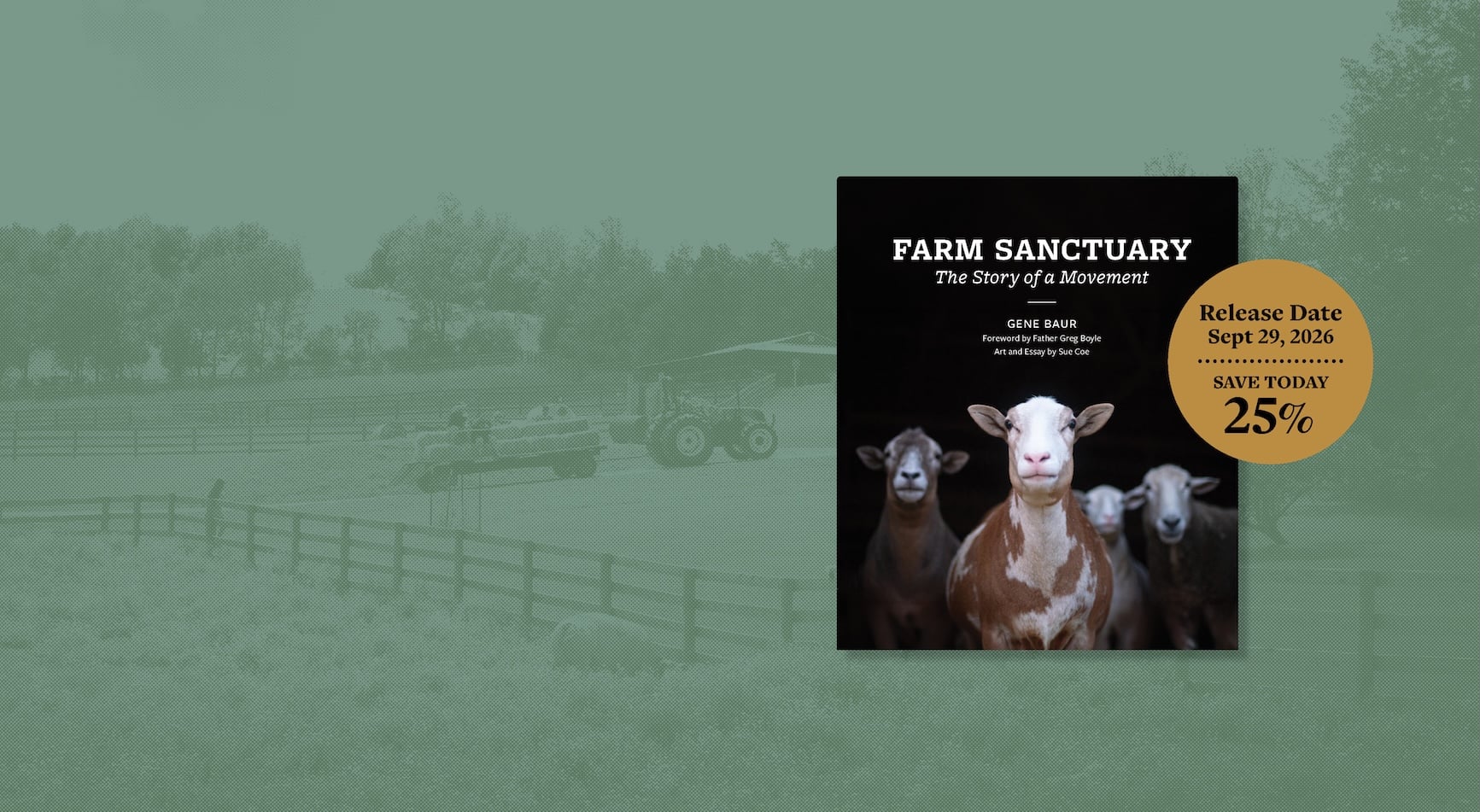 Rescued goat Hercules stands in pasture at Farm Sanctuary in front of red barns and fall foliage