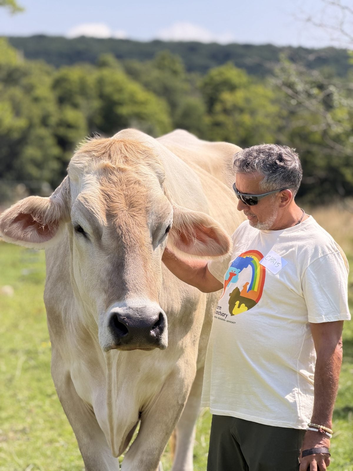 Guest pets rescue cow Greg in pasture at Farm Sanctuary