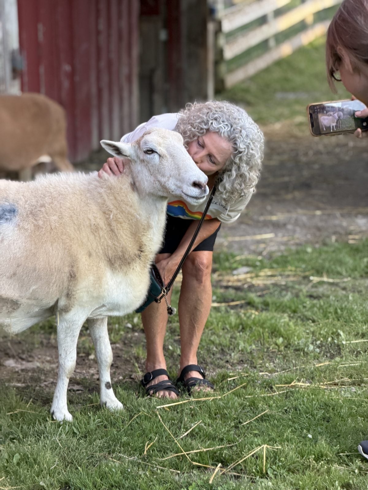 Guest takes photo as another kisses rescue sheep outside barn at Farm Sanctuary's Hoedown
