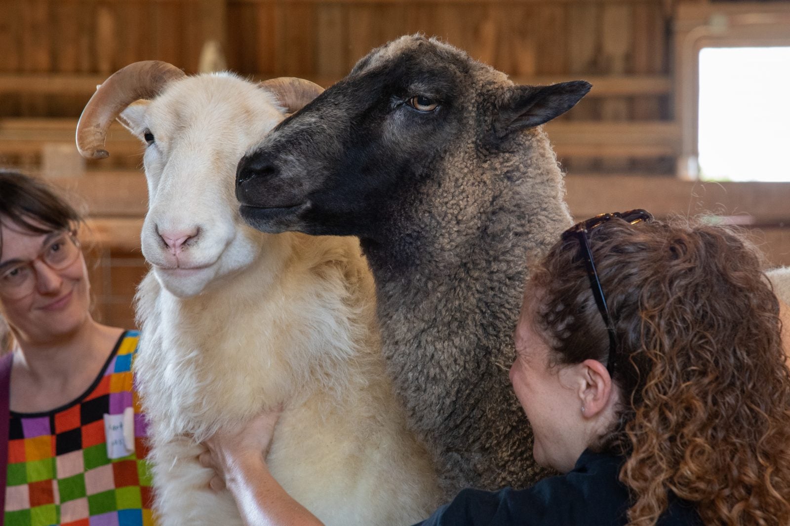 Two guests pet rescue sheep in barn at Farm Sanctuary