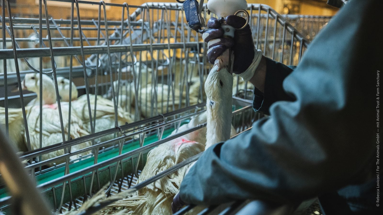 A tube is inserted down the throat of a bird in front of caged birds on a foie gras farm