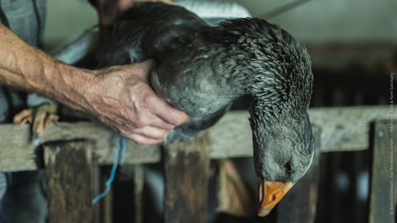 Gray bird hangs head while held over cage on foie gras farm
