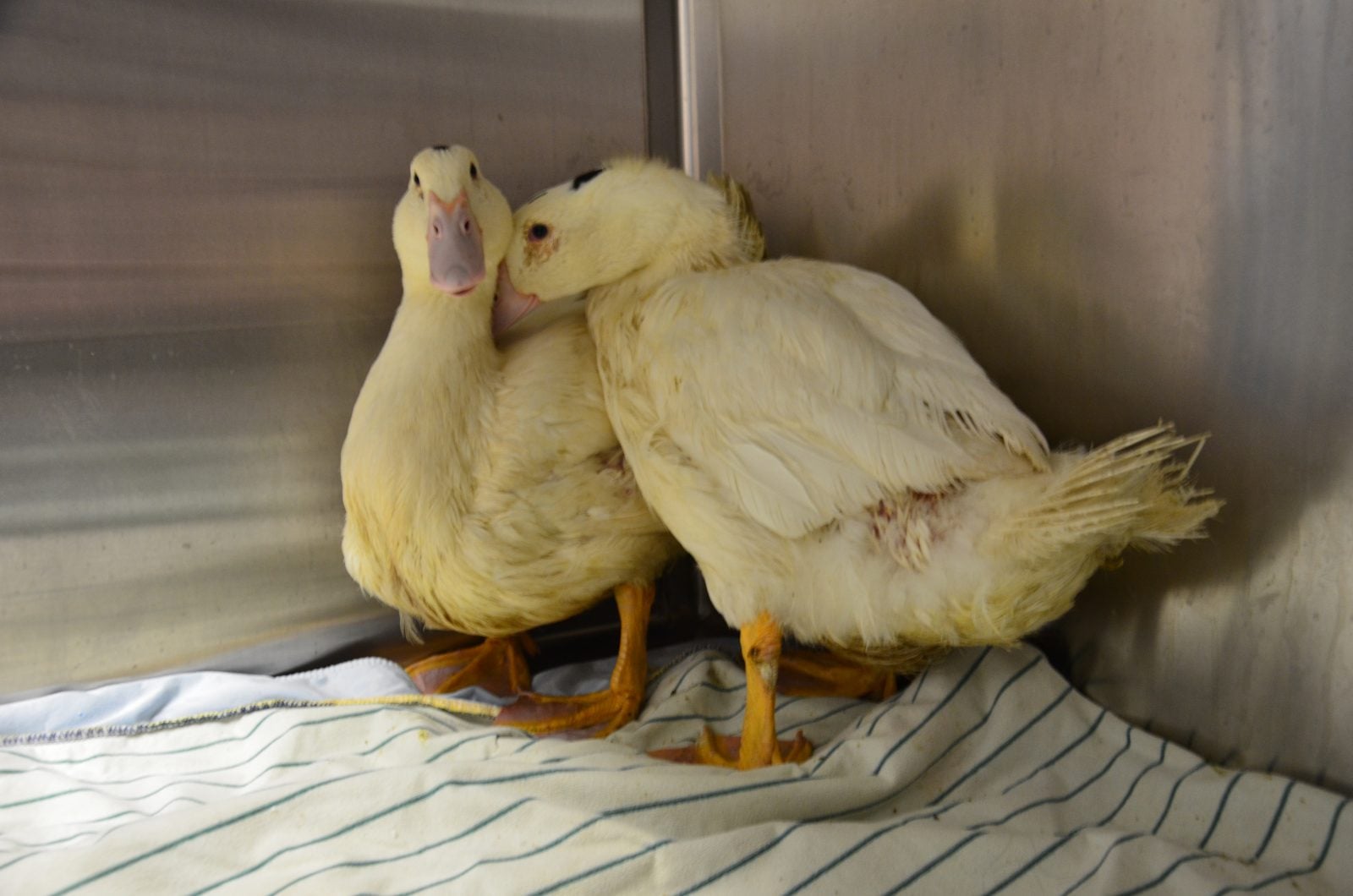 Two rescued ducks huddle together on blanket
