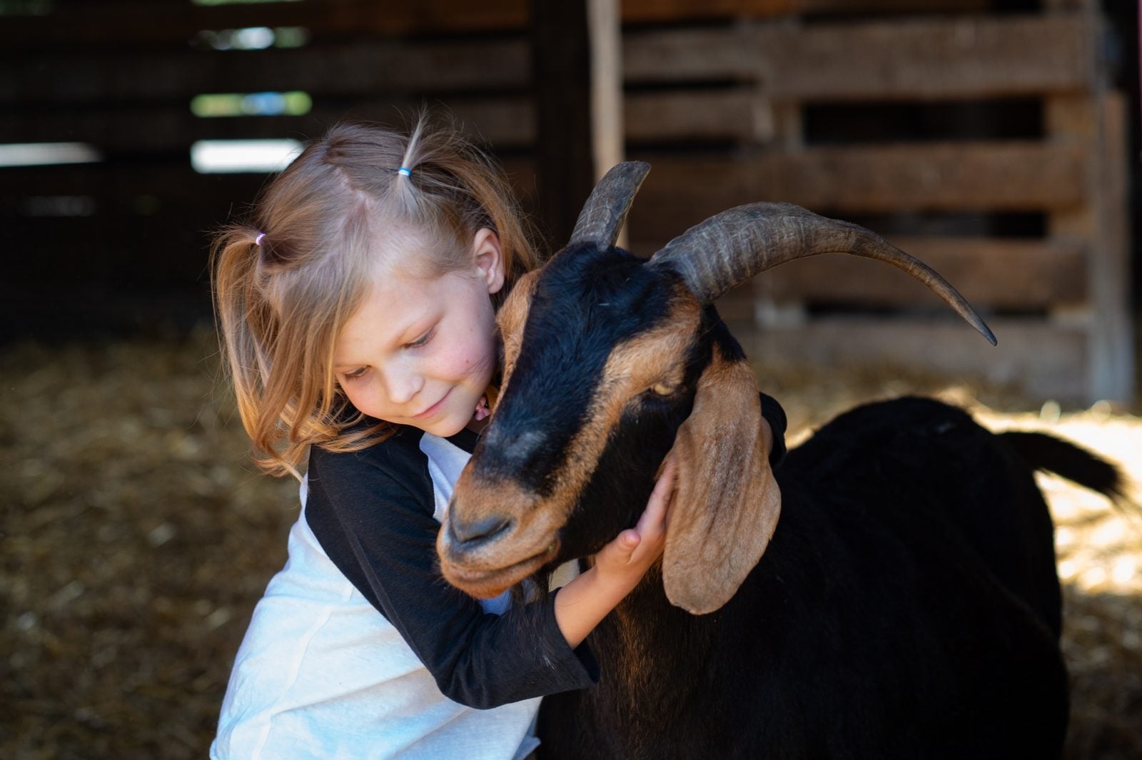 Young guest hugs rescue goat in barn at Farm Sanctuary