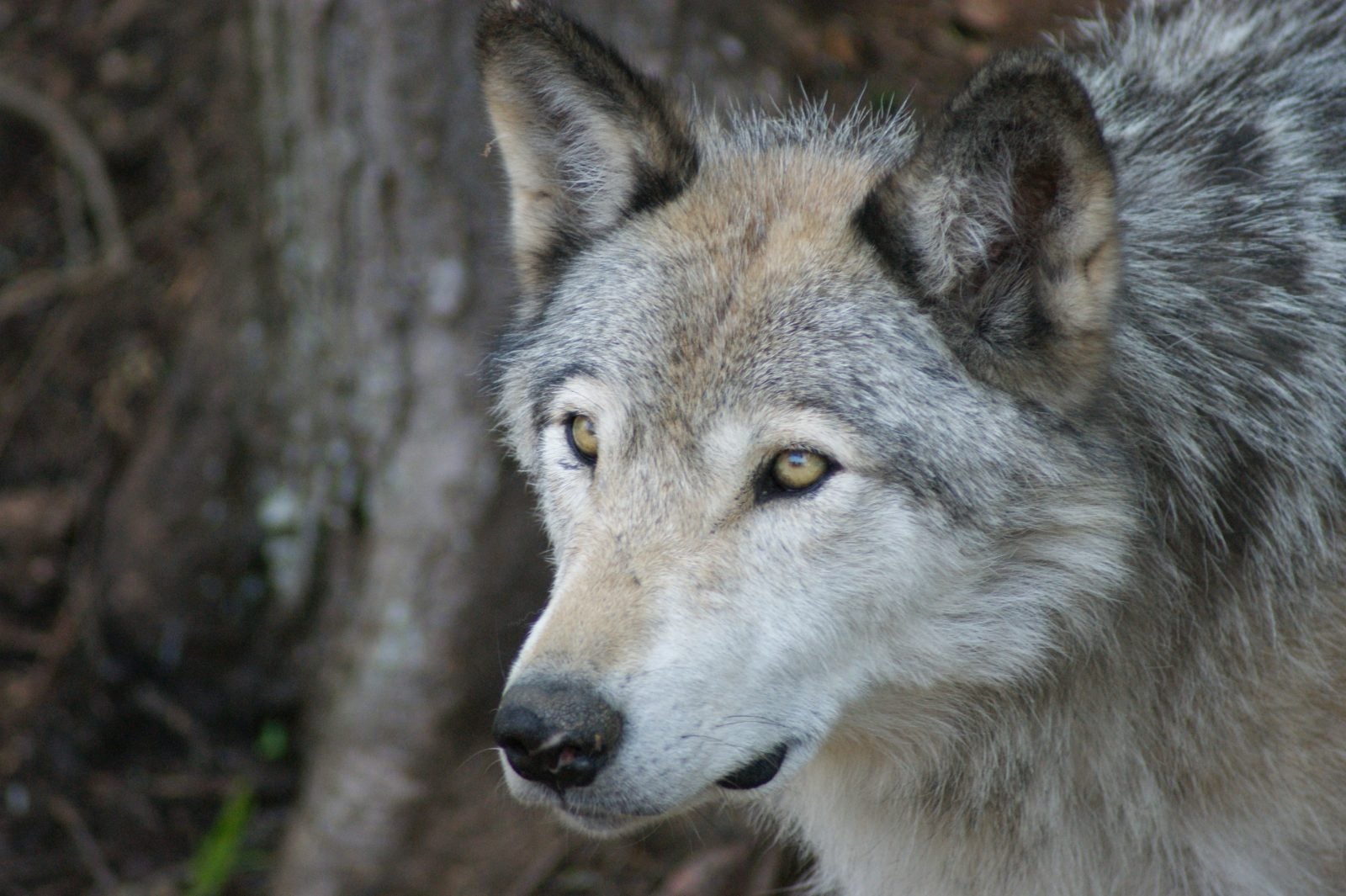 A gray wolf stands in front of bare trees