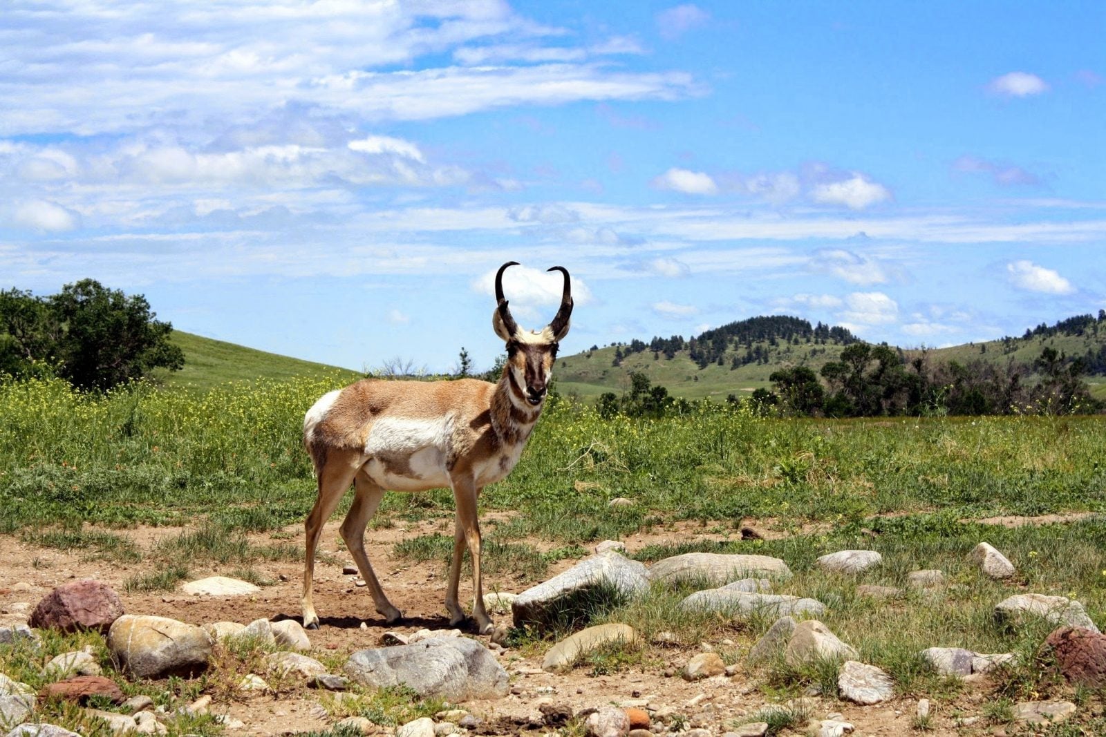 A pronghorn deer stands amid rocks in a grassy field