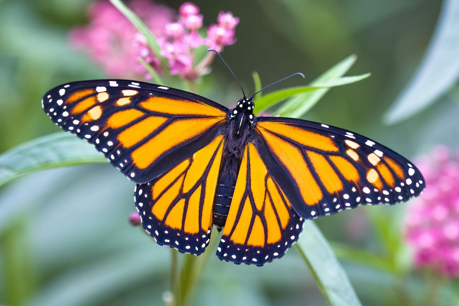 A monarch butterfly spreads wings while resting amid pink flowers