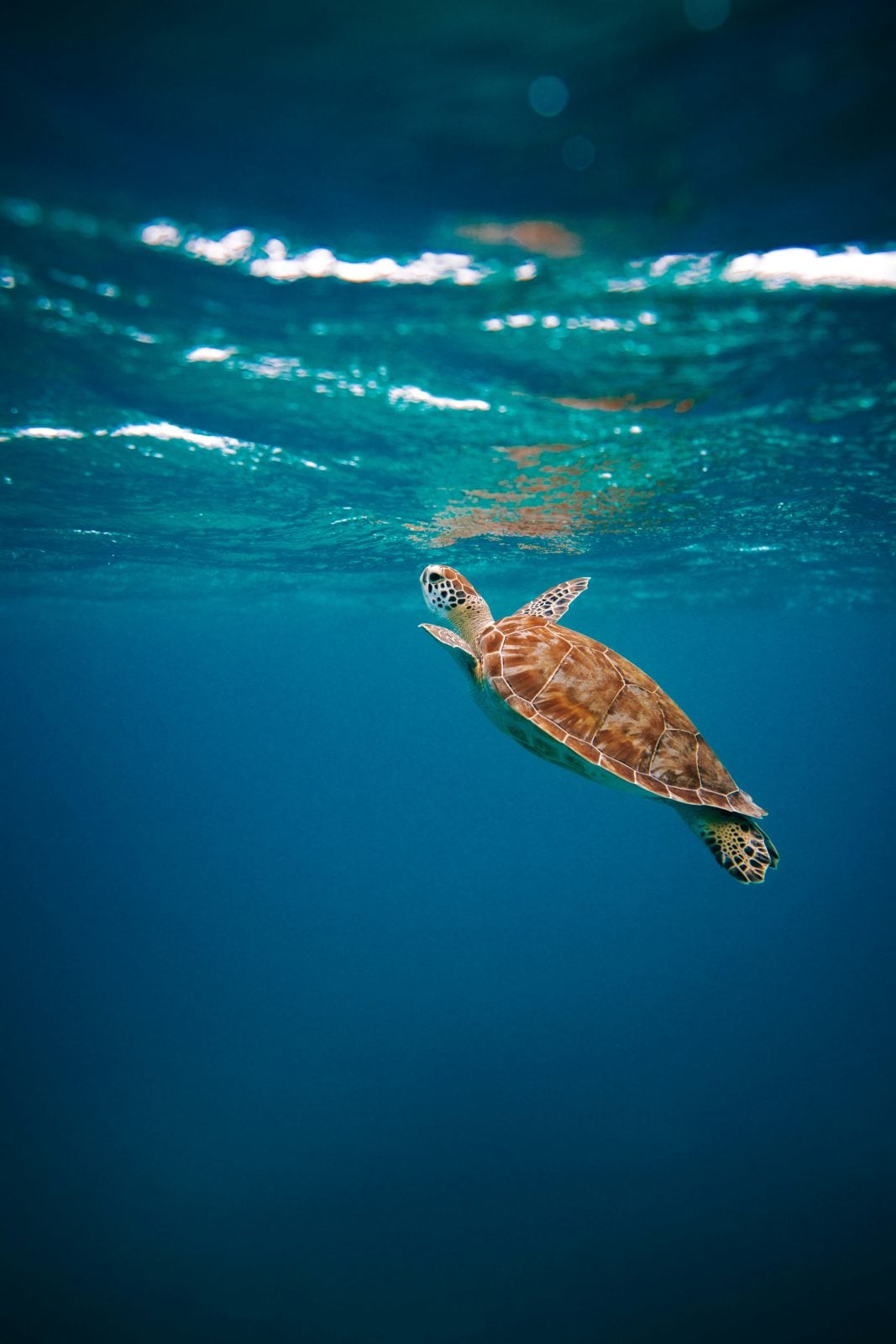 A sea turtle floats upward toward the surface in sunlit water