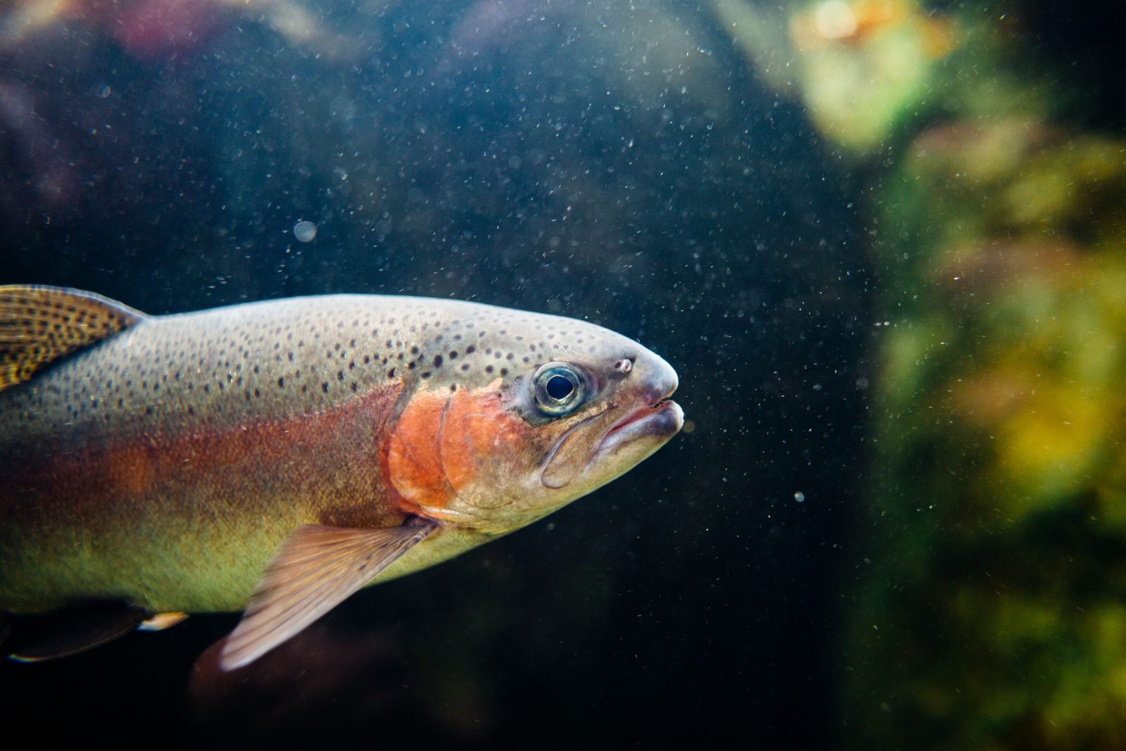 A trout swims in murky water