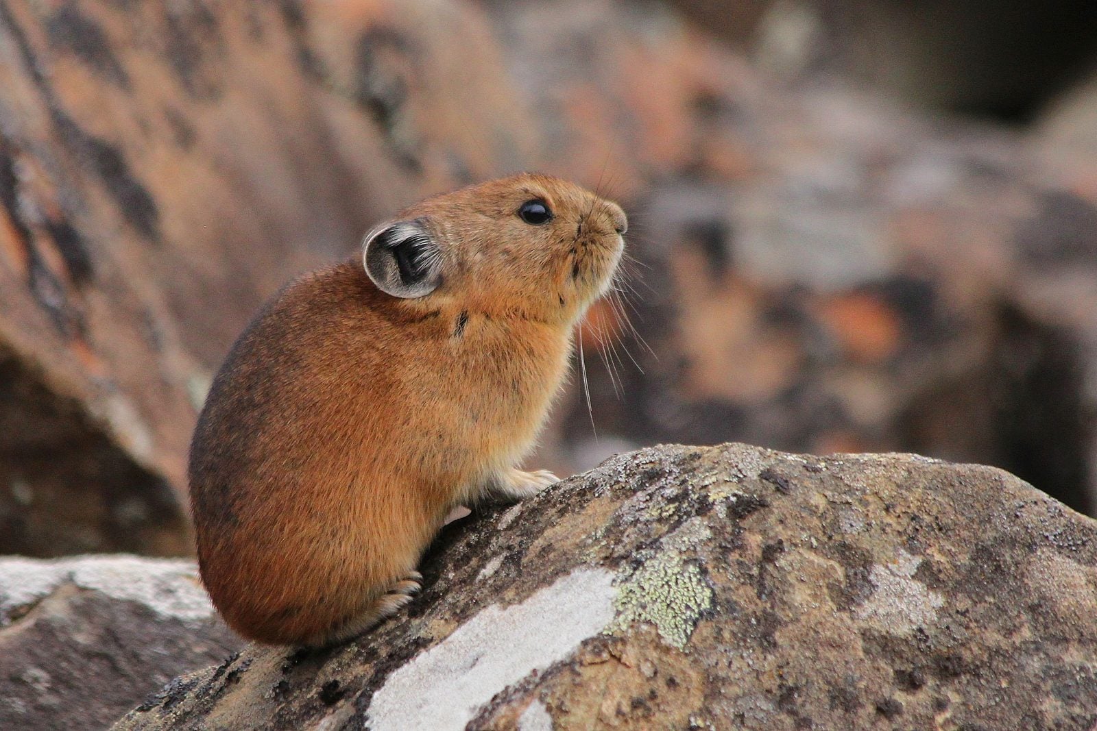 An American pika perches on a rock and looks up