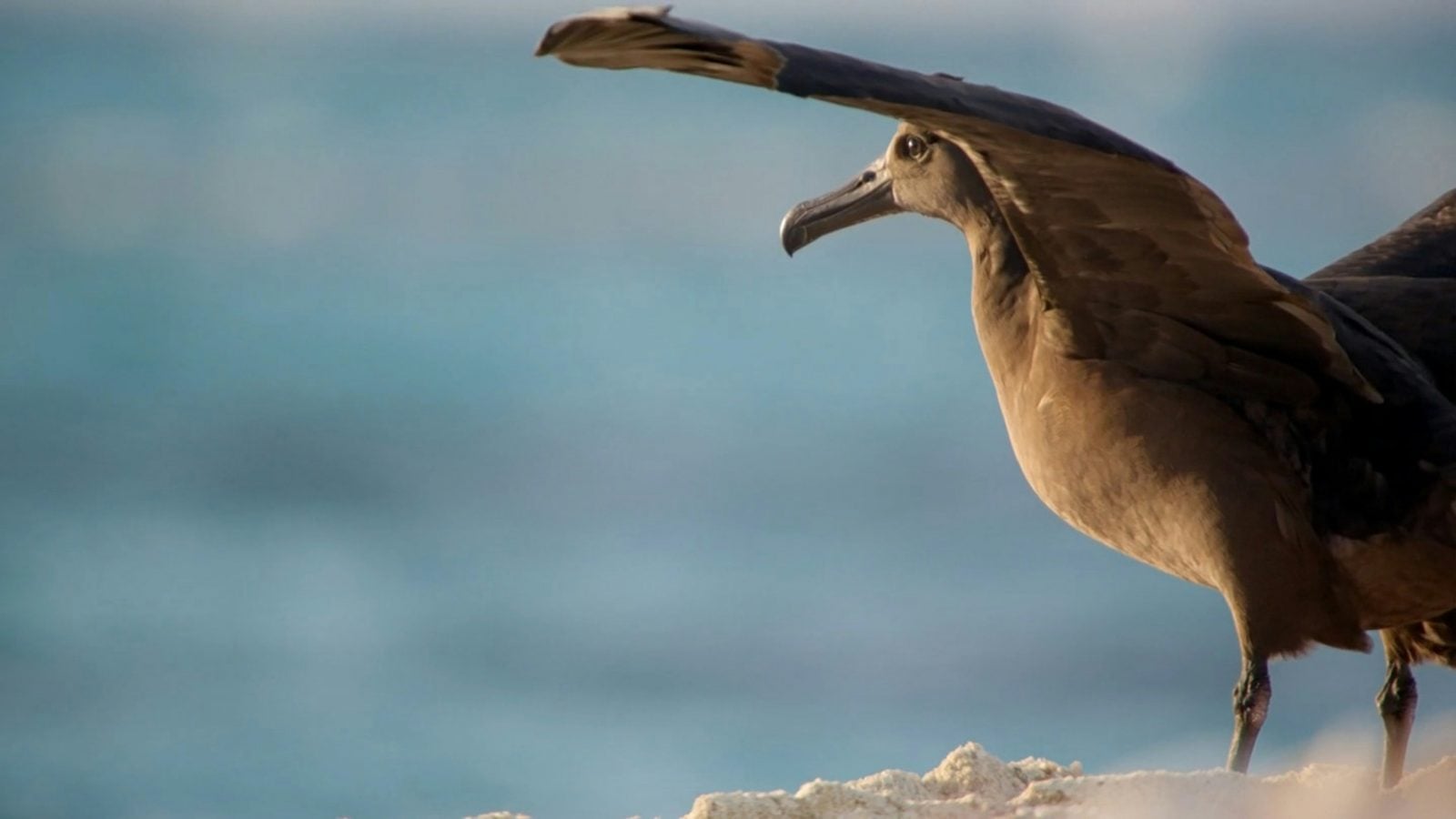 Albatross spreads wings while looking out to sea