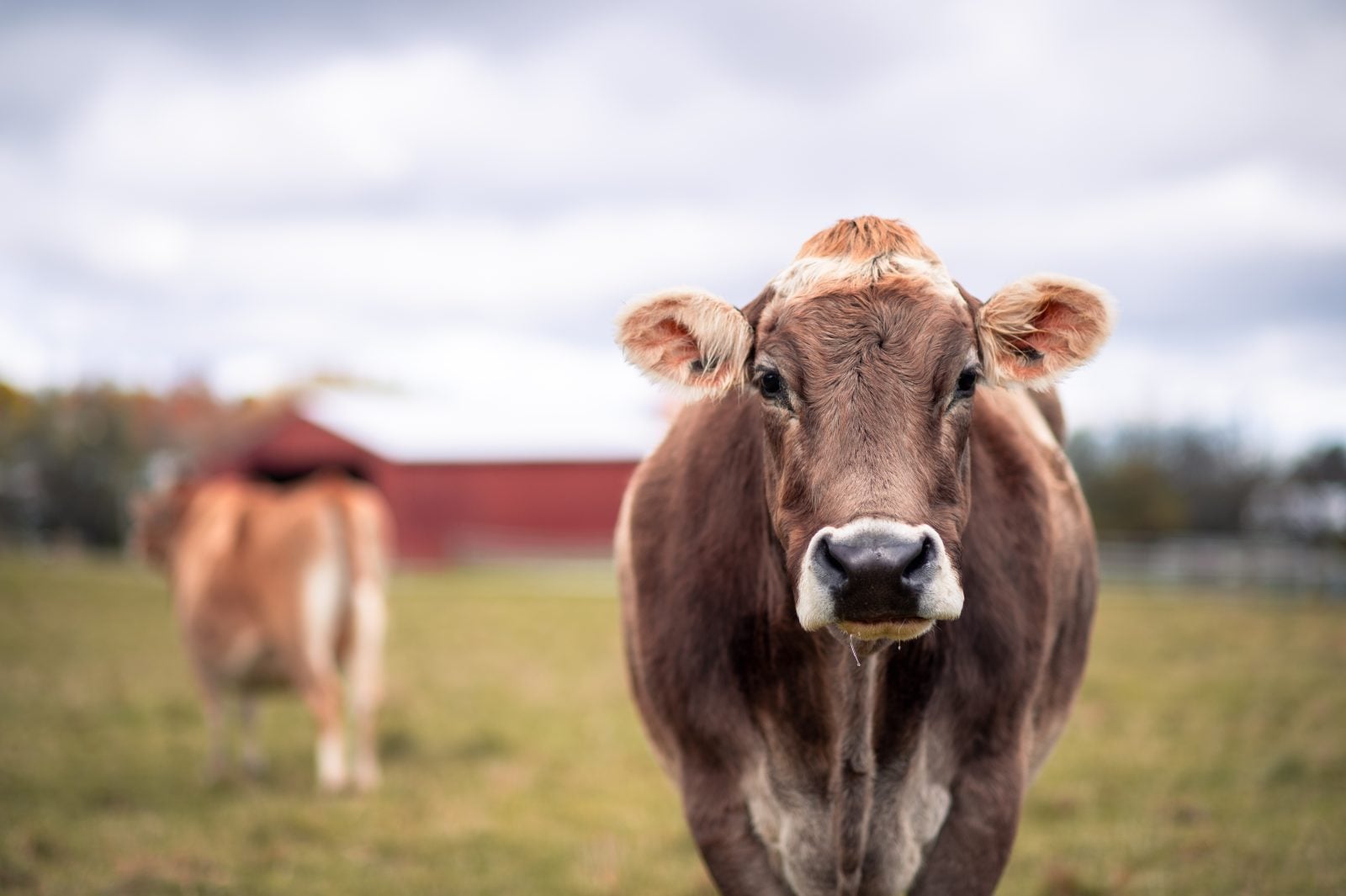 Rescue cow Honey looks directly at camera with cow and red and white barn to her left in the background