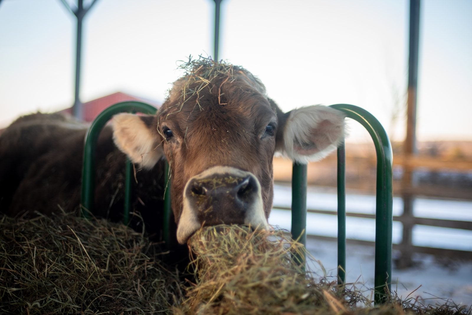 Rescue cow Honey has hay in mouth and on head as she eats from trough