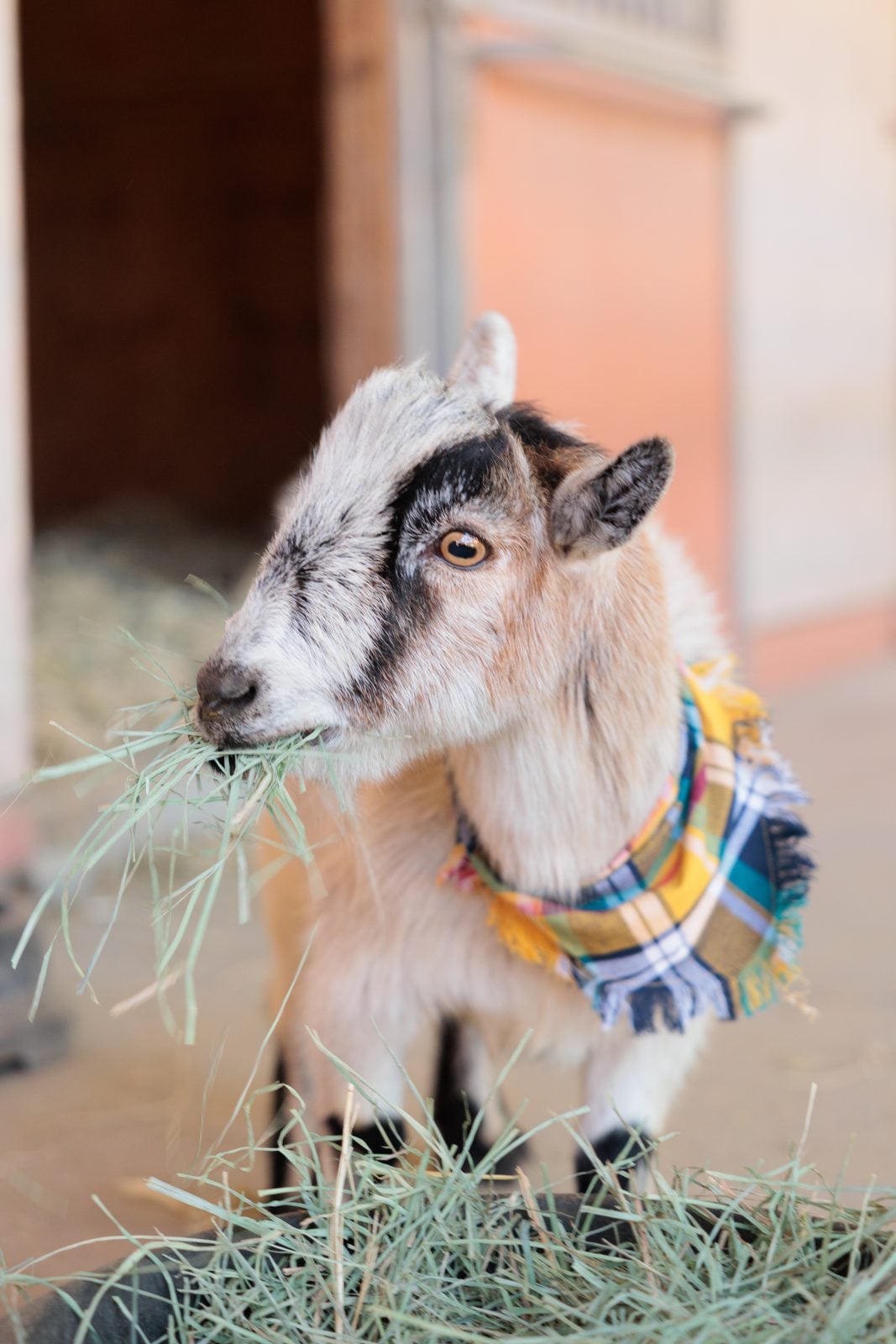 Rescue goat Tio wears plaid bandana while eating hay