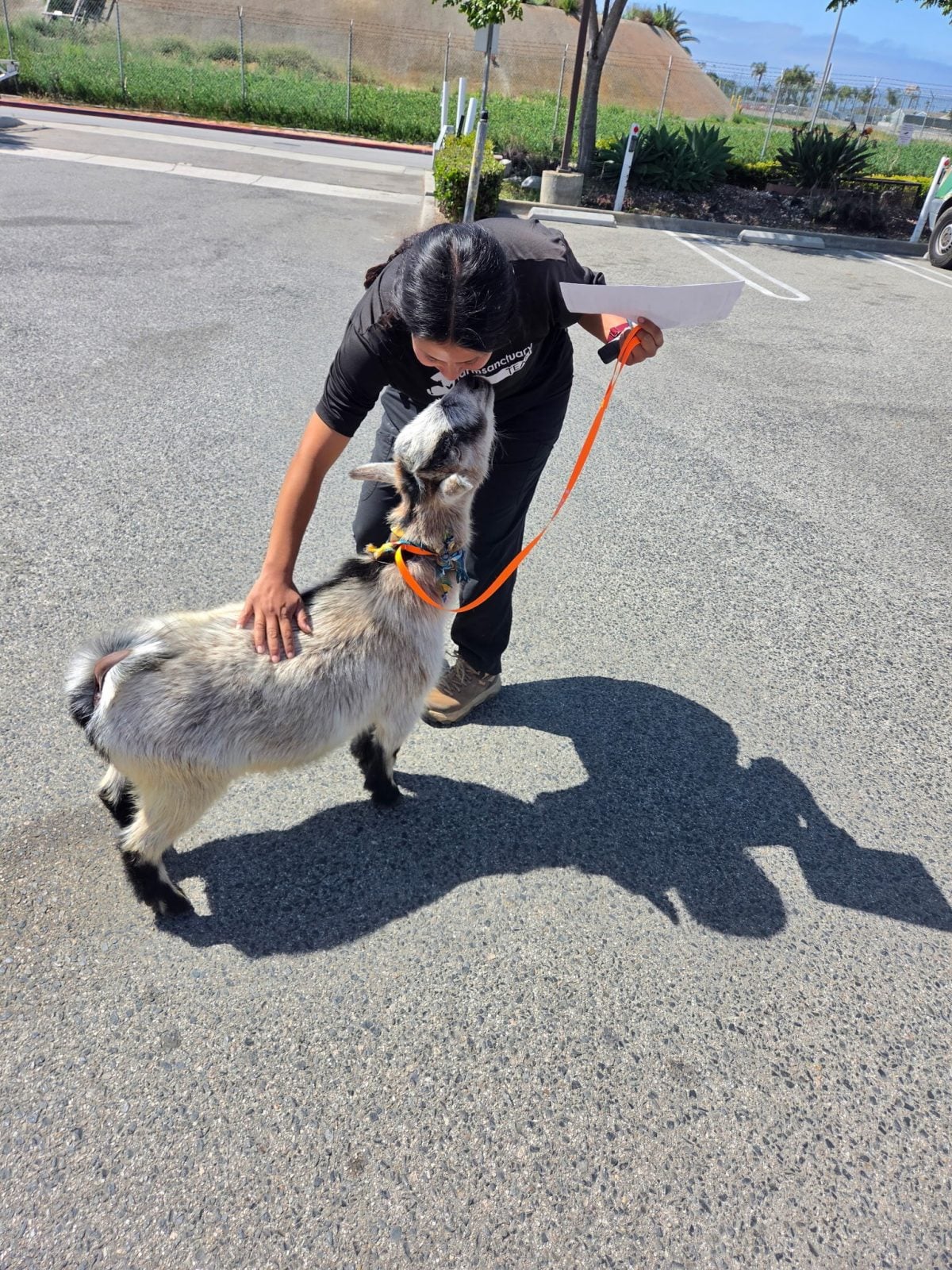 Farm Sanctuary staff greets rescue goat Tio as he arrives