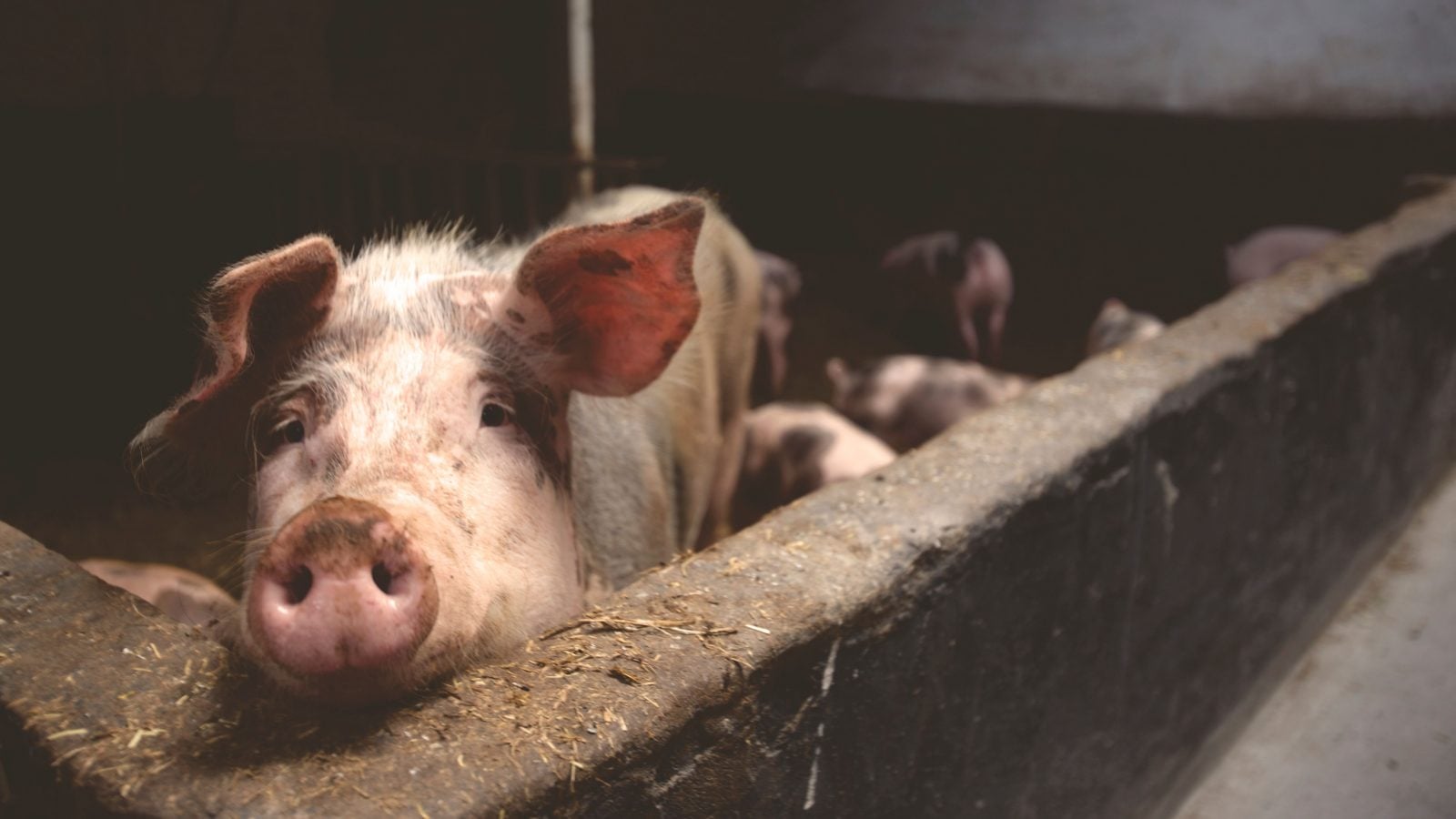 A pig peers over a wall on a factory farm, with piglets in background