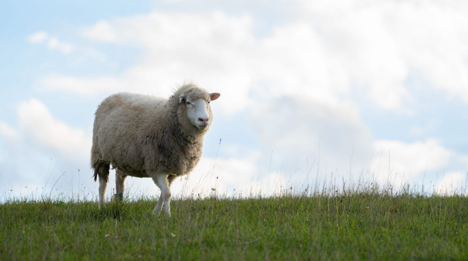 Rescue sheep Connie stands in green pasture under blue sky and clouds