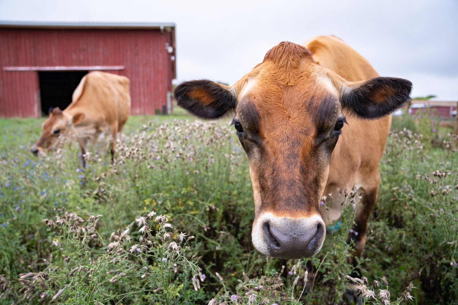 Rescue steer Cashew stands in long grass with his mother, Liz cow, and red barn in background