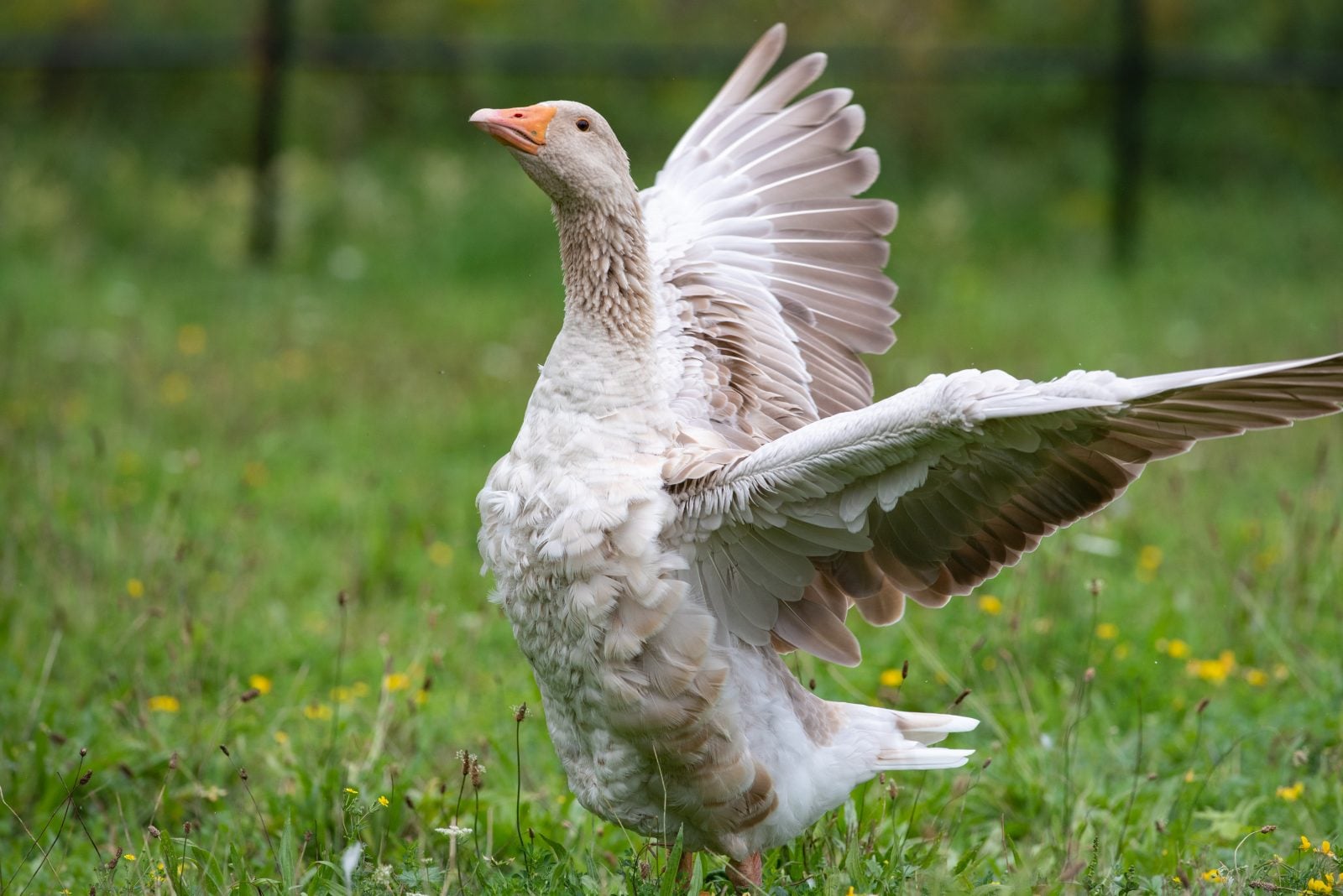 Rescue goose Lisa spreads wings in pasture