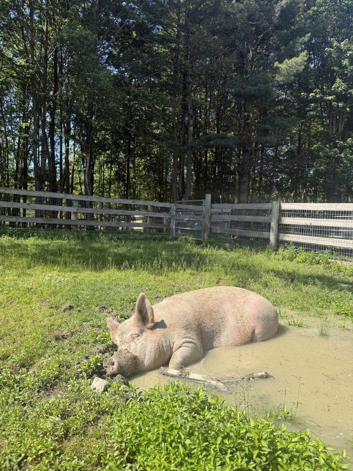 Rescue pig Van Gogh happily lies in mud hole in pasture