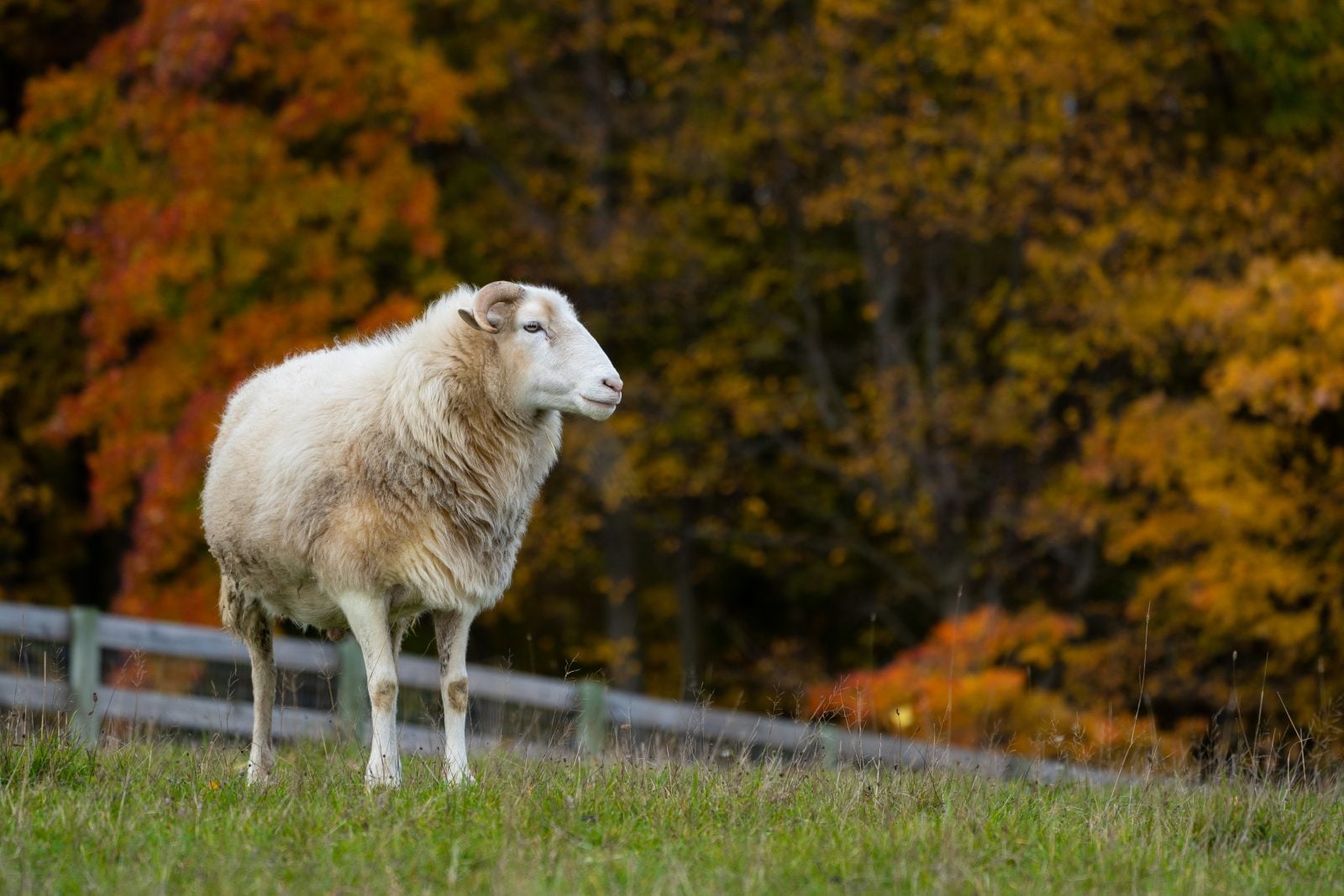 Rescue sheep Ash stands in pasture with fence and fall foliage in background