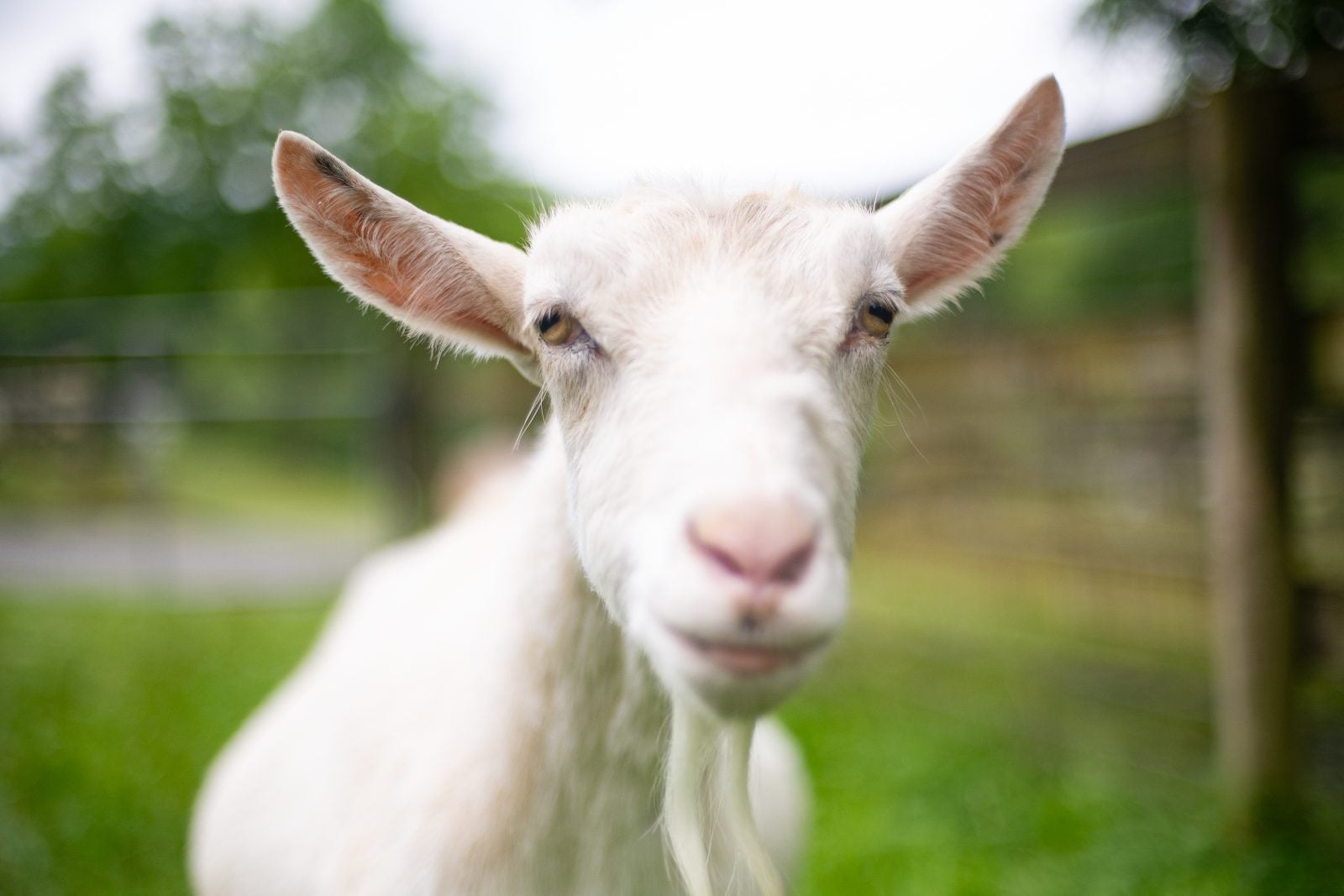 Close-up portrait of senior goat Dana with pasture and fence in background