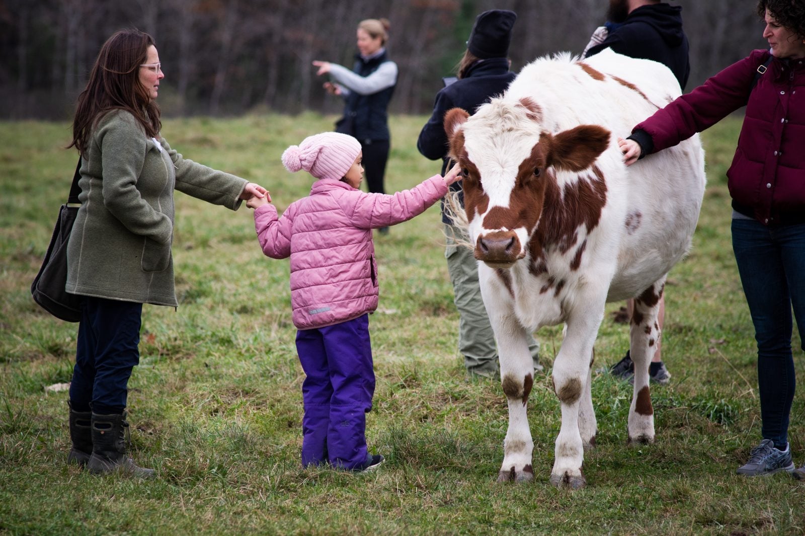 Guests pet rescue cow Hayes in pasture
