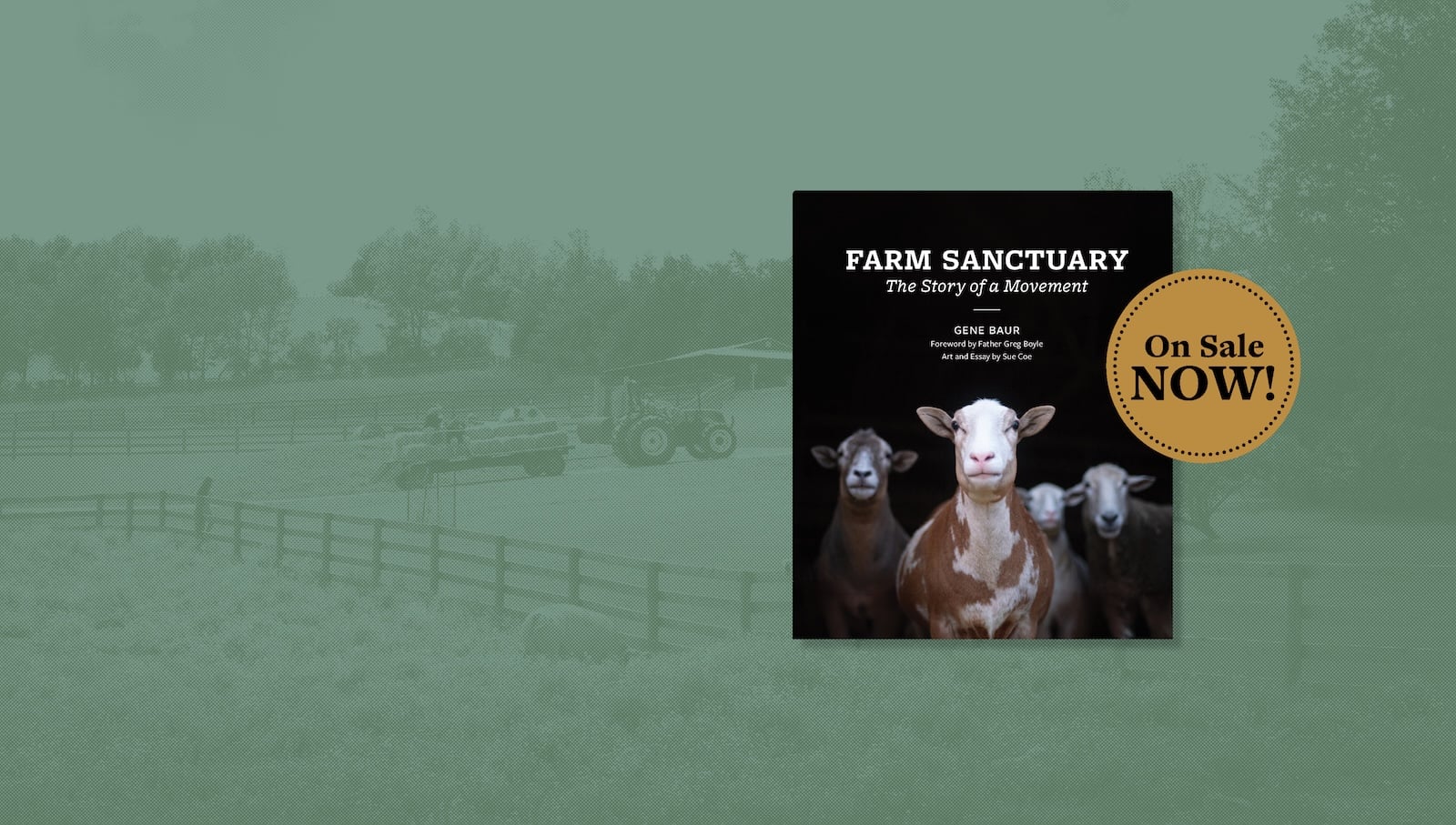 Rescued goat Hercules stands in pasture at Farm Sanctuary in front of red barns and fall foliage