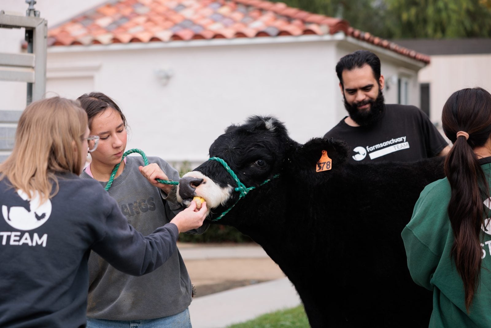 Staff and student rescuer Carmen lead Pepper the calf as he arrives at Farm Sanctuary