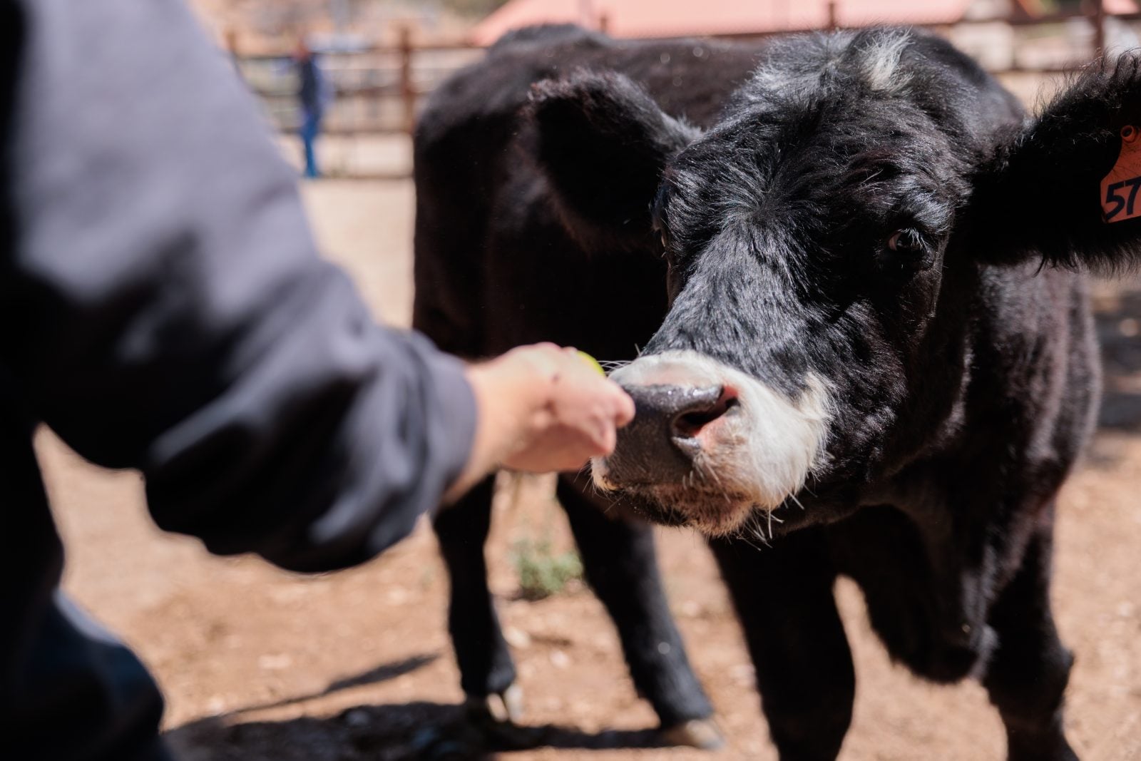 Rescue calf Pepper touches his nose to caregiver's hand