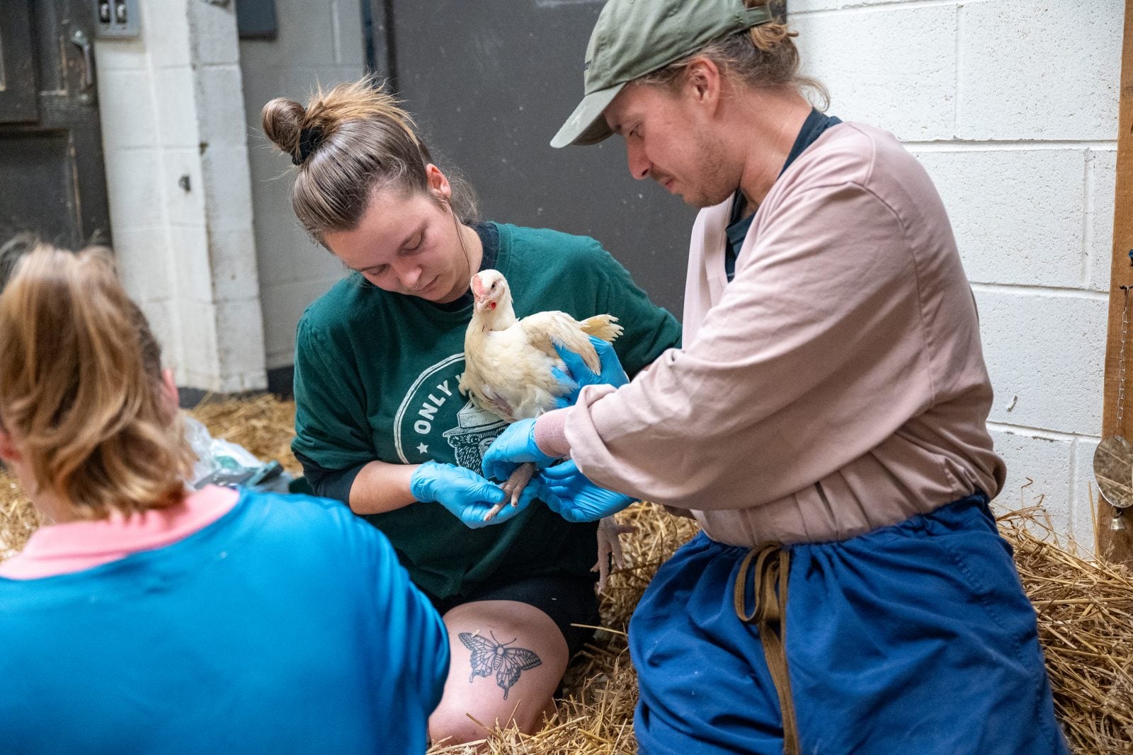 Three Farm Sanctuary caregivers tend to a new chicken rescue