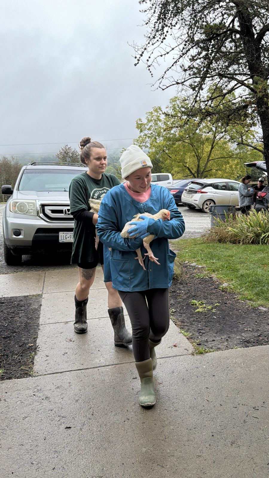 Two Farm Sanctuary caregivers walk, holding rescued chickens as they arrive