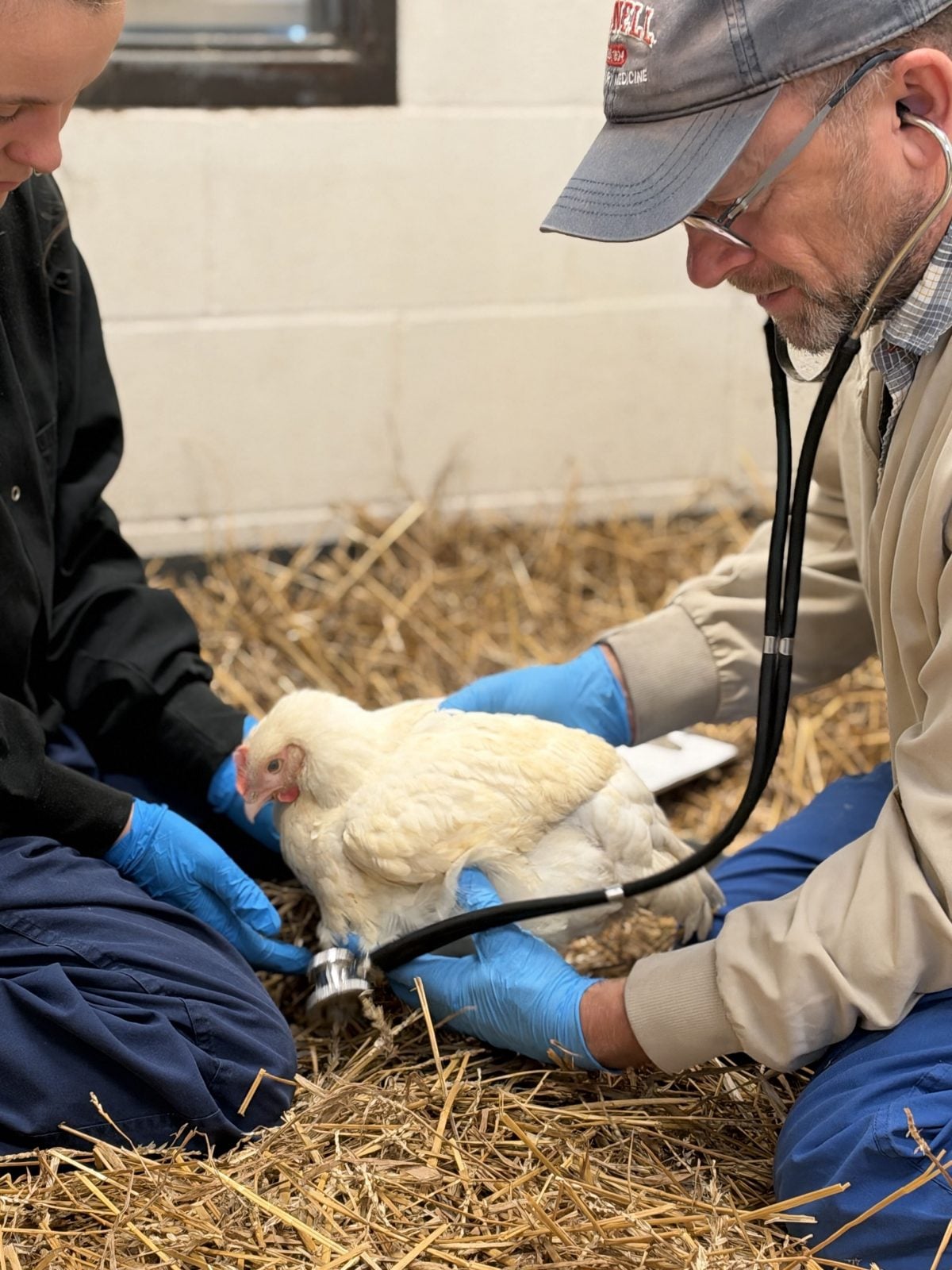 Veterinarian Dr. Brian Collins and a Farm Sanctuary caregiver examine a rescued chicken