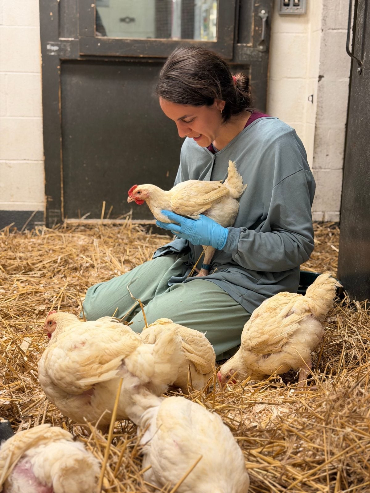 Veterinary assistant Emily sits in barn holding a chicken, next to five other chickens