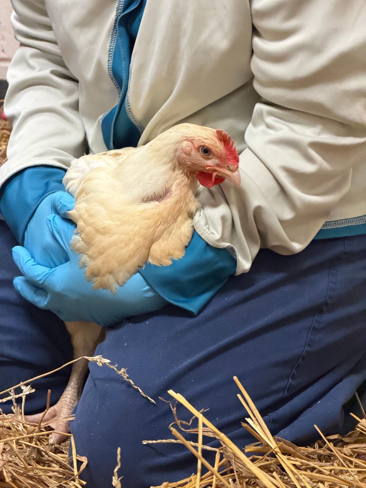 Rescued chicken is held in the arms of a Farm Sanctuary caregiver