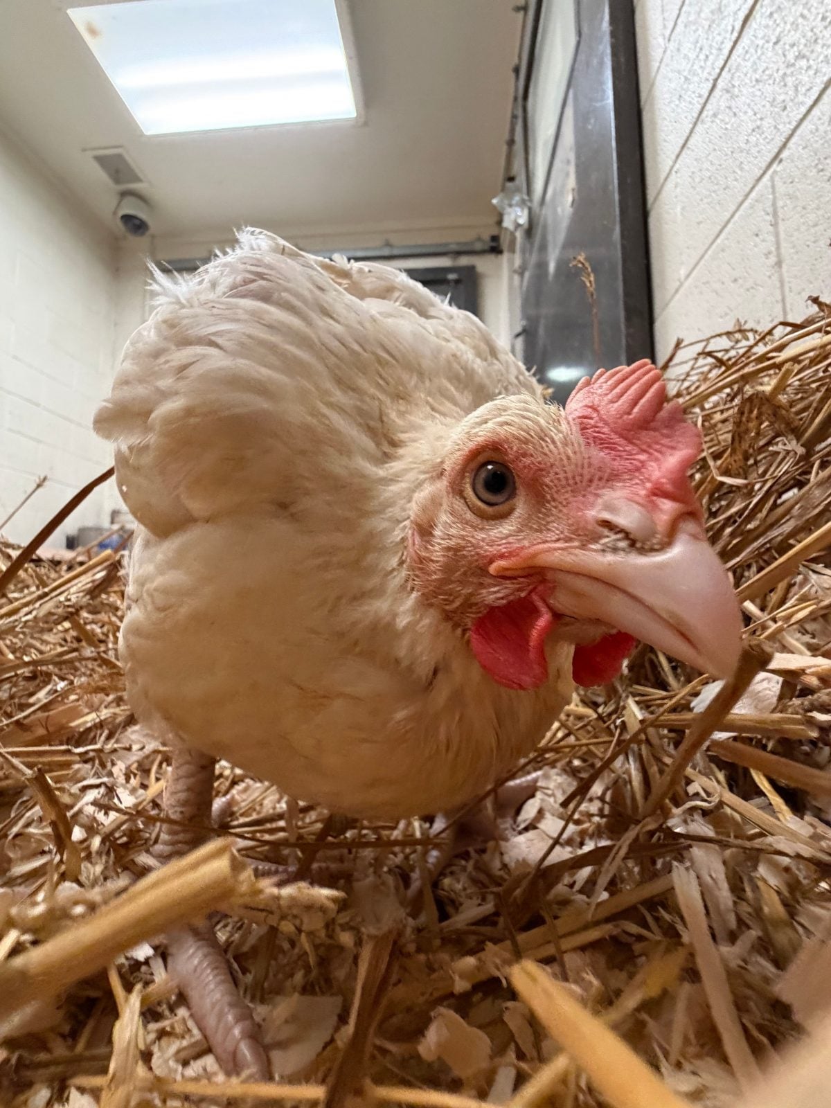 Chicken looks up close at camera