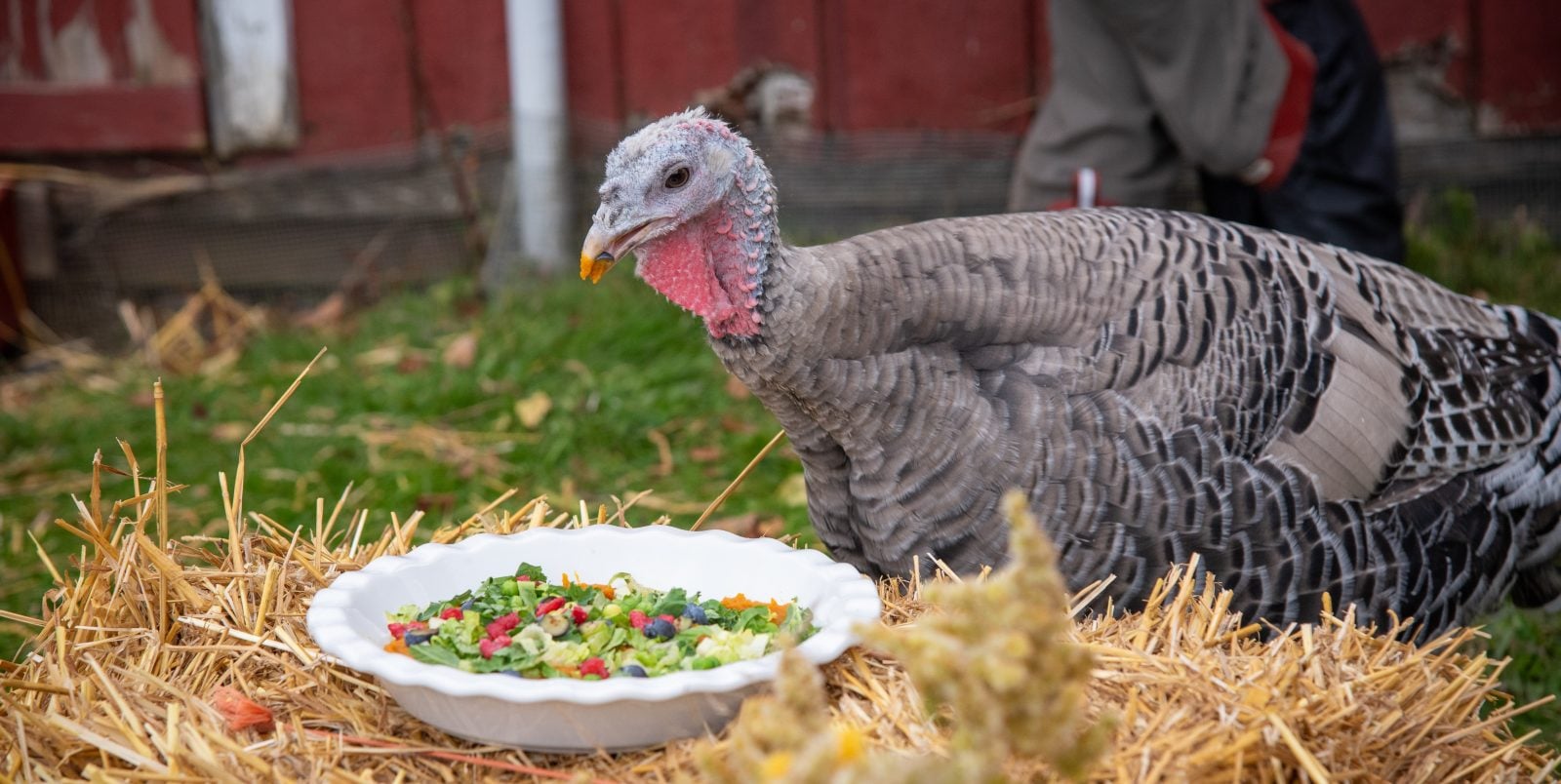 Celebration for the Turkeys