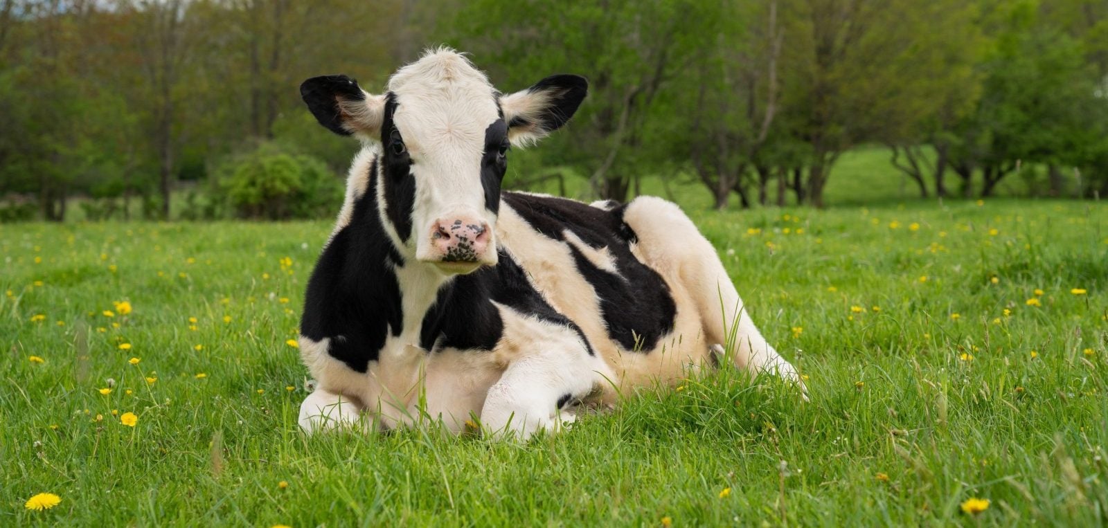 Rescue cow Pietro lies in pasture at Farm Sanctuary New York