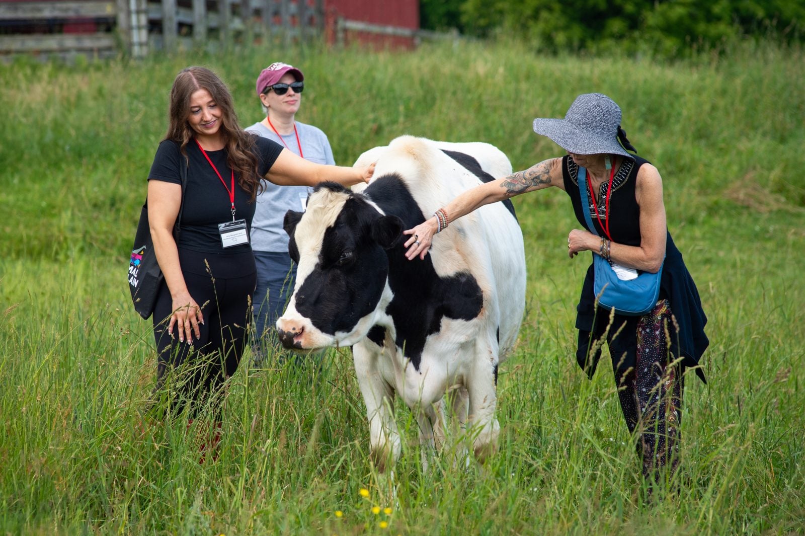 Three guests pet rescue cow Pietro in pasture at Farm Sanctuary