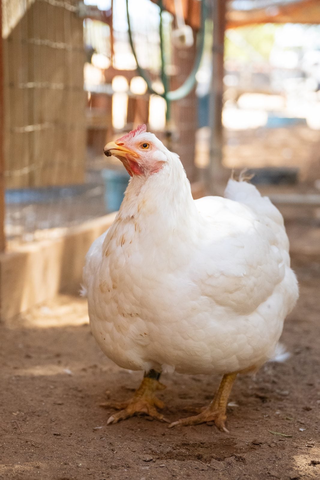 Rescue hen Jessica eats blueberry at Farm Sanctuary