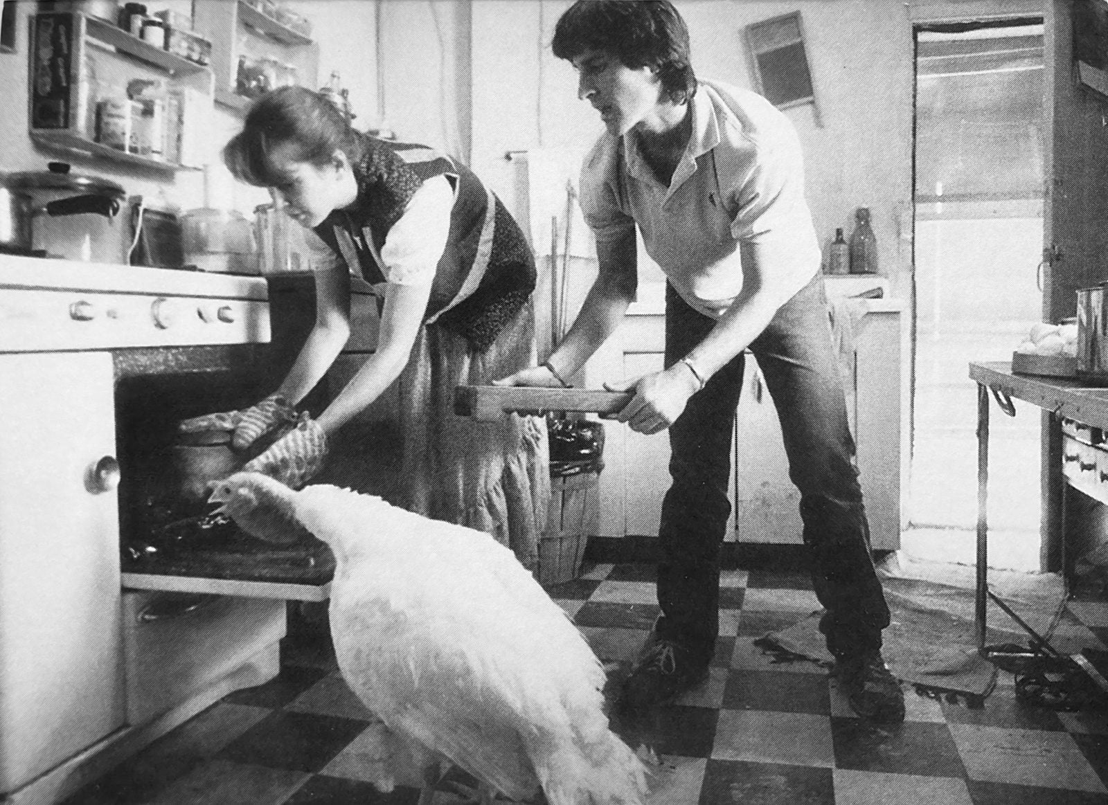 Rescue turkey watches two people put a plant-based roast into the oven