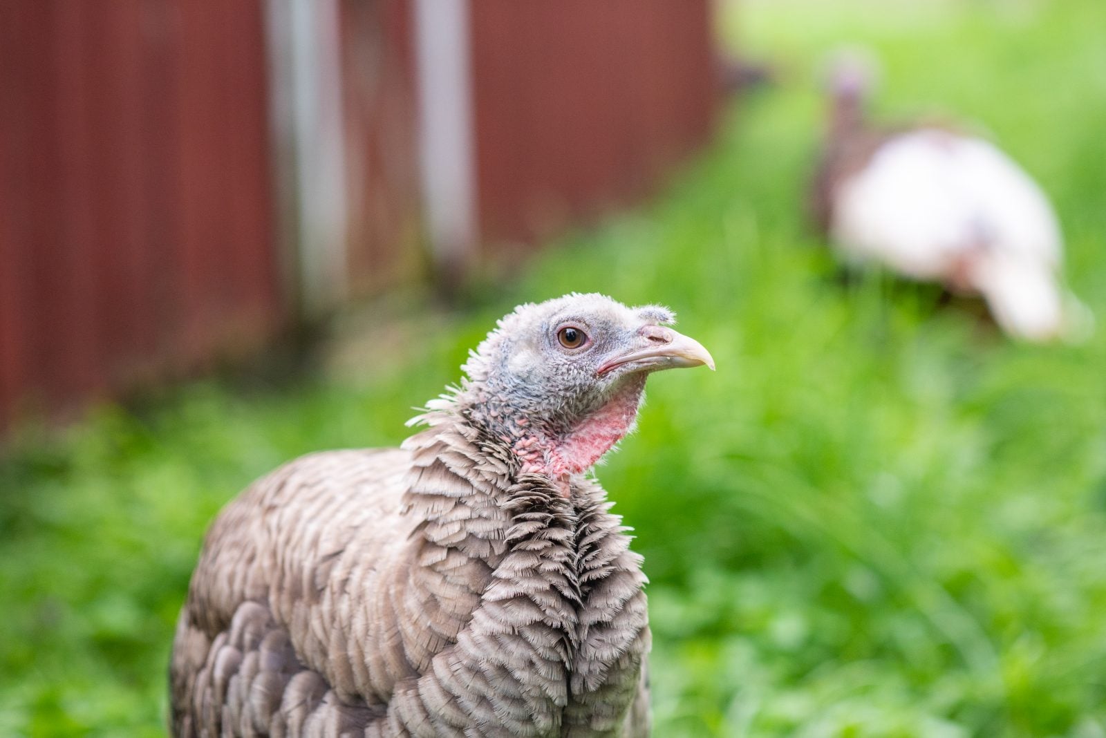 Rescue turkey Julie in pasture at Farm Sanctuary, with red barn and other turkey in background