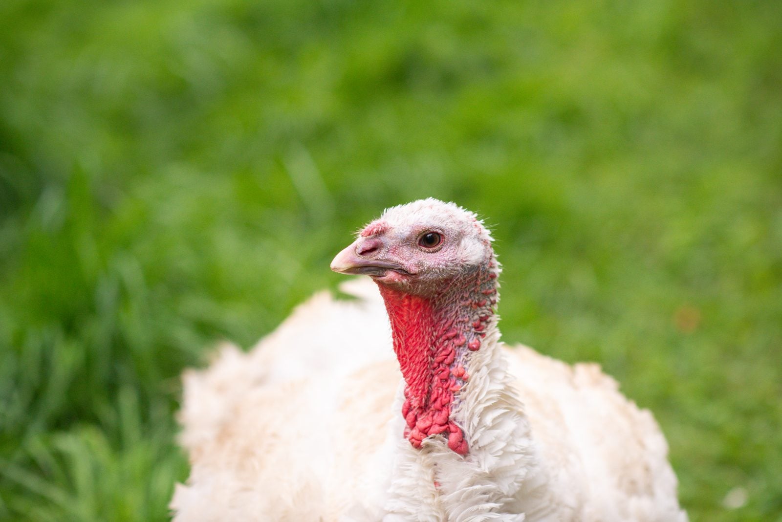 Rescue turkey Tutu stands in grass at Farm Sanctuary