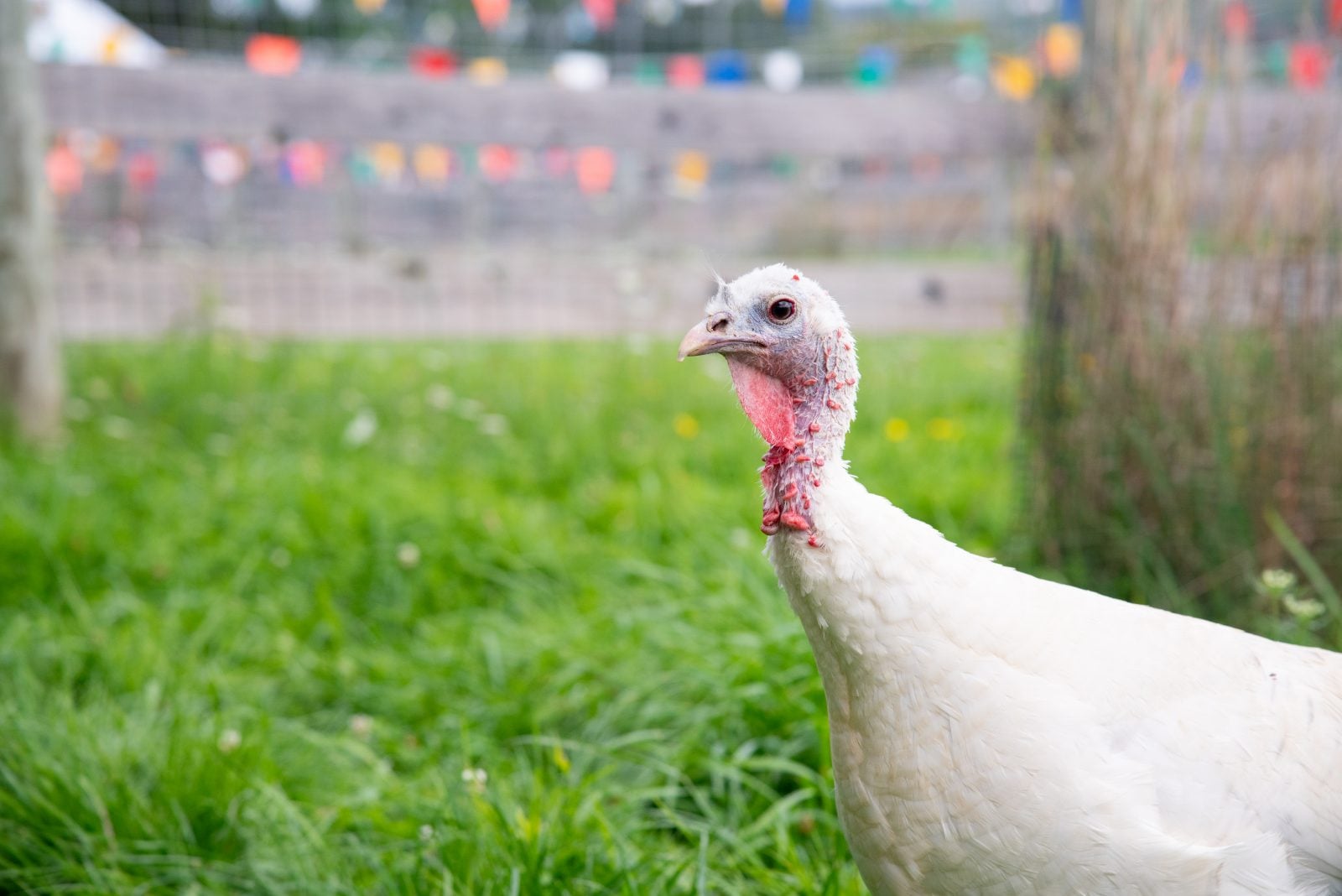 Rescue turkey Galadriel stands in pasture at Farm Sanctuary
